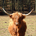 klicken zum vergr&ouml;&szlig;ern