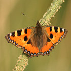 klicken zum vergr&ouml;&szlig;ern