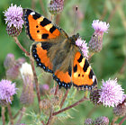 klicken zum vergr&ouml;&szlig;ern